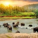 Thekkady Tour Packages | Thekkady Jeep Safari | Taxi Booking Thekkady | Hotel Booking Thekkady | Thekkady Wildlife Tours | Periyar Wildlife Sanctuary | Thekkady Eco Tours | Thekkady Adventure Tour | Thekkady Honeymoon Packages | Nature Walk Thekkady | Spice Plantation Tour Thekkady | Thekkady Houseboats | Thekkady Family Tour | Thekkady Group Tours | Thekkady Budget Tour Packages | Thekkady Luxury Hotels | Thekkady Resort Booking | Guided Tours Thekkady | Thekkady Trekking | Periyar Boat Ride | Bamboo Rafting Thekkady | Bird Watching Thekkady | Elephant Safari Thekkady | Thekkady Taxi Service | Thekkady Car Rentals | Thekkady Private Taxi | Thekkady Wildlife Photography | Thekkady Sightseeing Tours | Thekkady Cultural Tours | Thekkady Ayurveda Resorts | Thekkady Holiday Packages | Thekkady Eco Resorts | Thekkady Spa Resorts | Thekkady Hill Station Trips | Thekkady Adventure Activities | Thekkady Nature Resorts | Thekkady Resort Deals | Thekkady Hotel Deals | Thekkady Vacation Rentals | Thekkady Multi-day Tours | Thekkady Camping Tours | Thekkady Jeep Rentals | Thekkady Taxi Hire | Thekkady Munnar Packages | Thekkady Alleppey Packages | Thekkady Kochi Tours | Thekkady Group Safari | Thekkady Private Tours | Thekkady Travel Agency | Thekkady Luxury Accommodation | Thekkady Budget Accommodation | Thekkady Wildlife Experience | Thekkady Travel Guide | Periyar Sanctuary Entry | Thekkady Mountain Trek | Thekkady Elephant Care | Thekkady Birding Tours | Thekkady River Cruises | Thekkady Waterfalls | Thekkady Photography Tours | Thekkady Cultural Experiences | Thekkady Local Cuisine Tours | Thekkady Night Safari | Thekkady Monsoon Tours | Thekkady Offbeat Tours | Thekkady Hiking Trails | Thekkady Nature Trails | Thekkady Scenic Spots | Thekkady Picnic Spots | Thekkady Family Resorts | Thekkady Wedding Packages | Thekkady Group Discounts | Thekkady Transportation | Thekkady Travel Plans | Thekkady Eco Friendly Tours | Thekkady Resort Amenities | Thekkady Room Booking | Thekkady Online Booking | Thekkady Taxi Contact | Thekkady Jeep Tour Costs | Thekkady Travel Seasons | Thekkady Best Time To Visit | Thekkady Wildlife Facts | Thekkady Local Markets | Thekkady Trekking Routes | Thekkady Eco Conservation | Thekkady Forest Camping | Thekkady River Rafting | Thekkady Tour Operators | Thekkady Safari Booking | Thekkady Tourist Spots | Thekkady Tour Itineraries | Thekkady Travel Deals | Thekkady Budget Hotels | Thekkady Rental Cars | Thekkady Travel Reviews | Thekkady Travel Tips